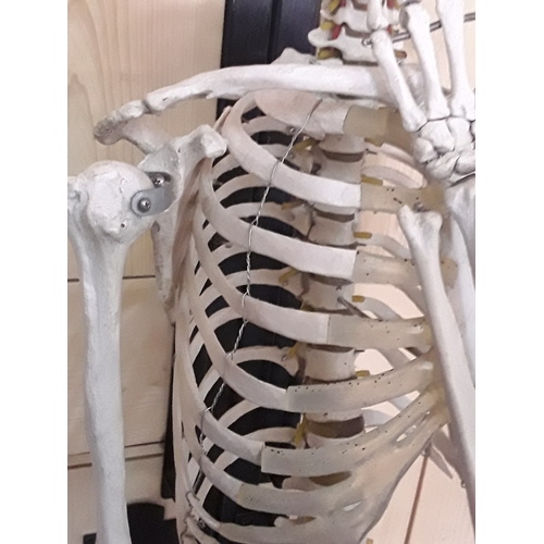 132 - 1920's anatomical skeleton and a signed surgeons photograph, 170cms in height