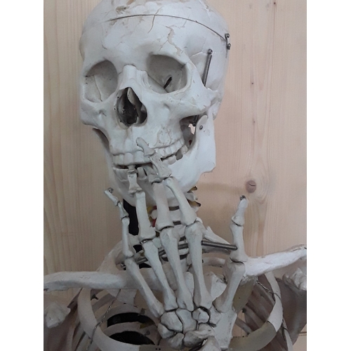 132 - 1920's anatomical skeleton and a signed surgeons photograph, 170cms in height