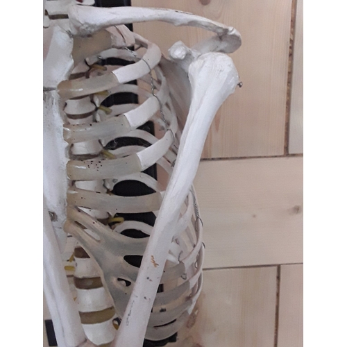 132 - 1920's anatomical skeleton and a signed surgeons photograph, 170cms in height