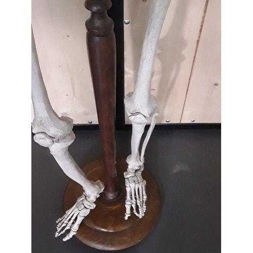 132 - 1920's anatomical skeleton and a signed surgeons photograph, 170cms in height