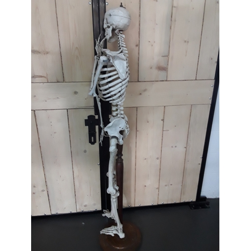 132 - 1920's anatomical skeleton and a signed surgeons photograph, 170cms in height