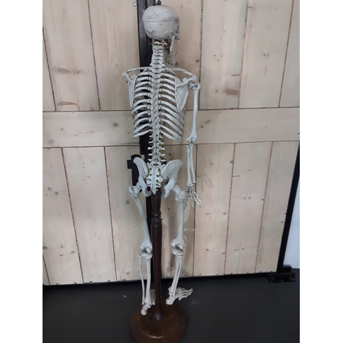 132 - 1920's anatomical skeleton and a signed surgeons photograph, 170cms in height
