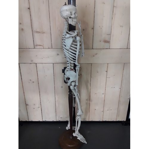 132 - 1920's anatomical skeleton and a signed surgeons photograph, 170cms in height