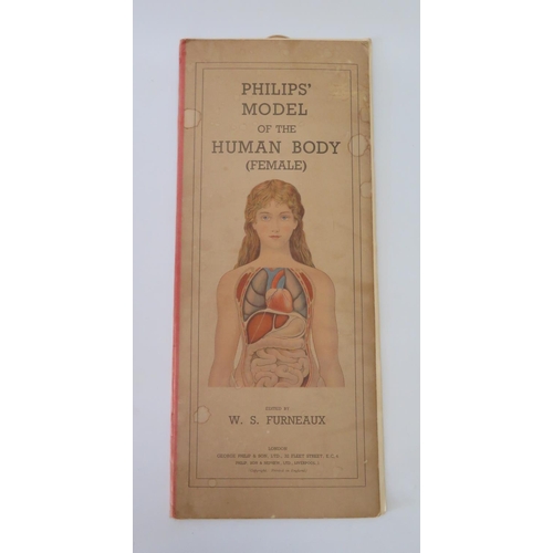 305 - Philips' Model of the Human Body (Female), George Philip & Son, c. 1900