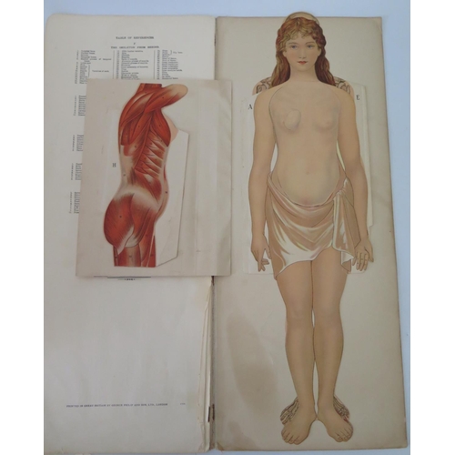 305 - Philips' Model of the Human Body (Female), George Philip & Son, c. 1900