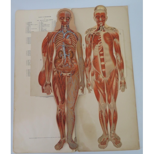 305 - Philips' Model of the Human Body (Female), George Philip & Son, c. 1900