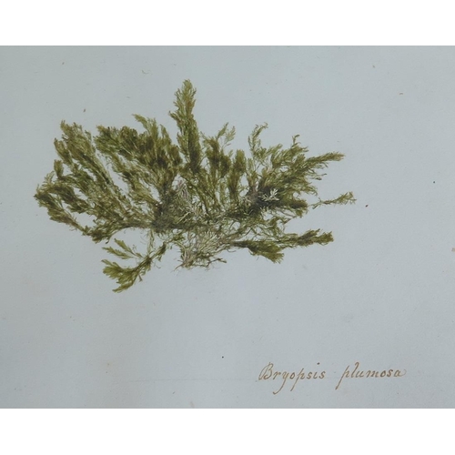 311 - A Nineteenth Century Scrap Book containing a collection of pressed seaweeds with Latin genus