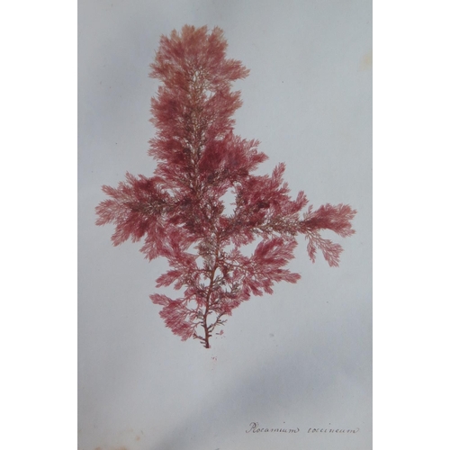 311 - A Nineteenth Century Scrap Book containing a collection of pressed seaweeds with Latin genus