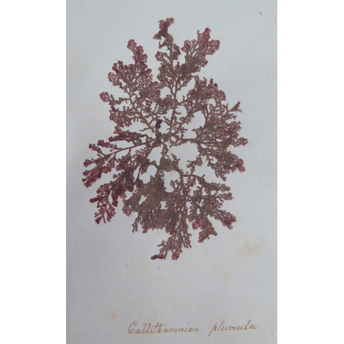 311 - A Nineteenth Century Scrap Book containing a collection of pressed seaweeds with Latin genus