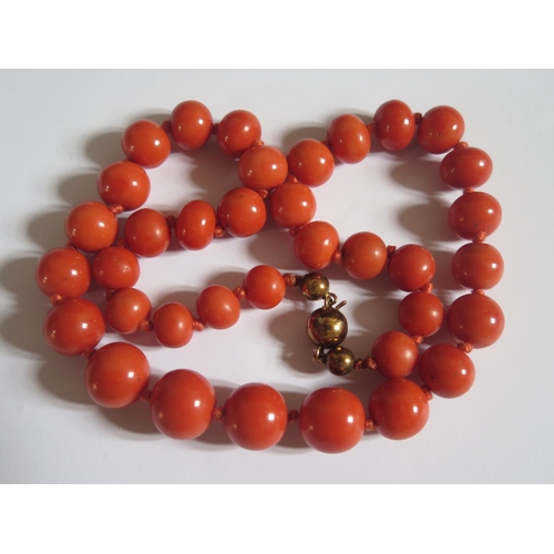 517 - A Large Graduated Coral Bead Necklace, 98.8g, 51cm, largest bead 15x14mm. (Phone bid x3)