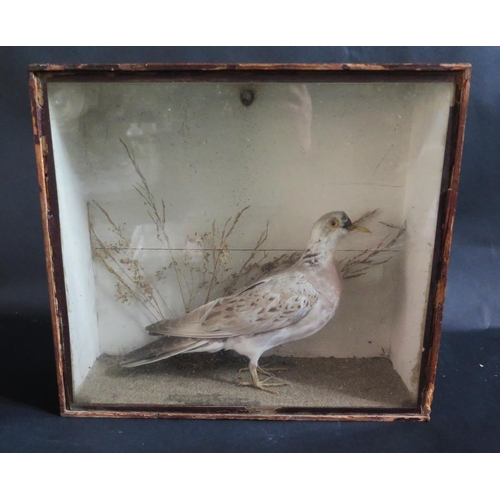 1452 - A Taxidermy Turtle Dove in glazed case, 32cm wide