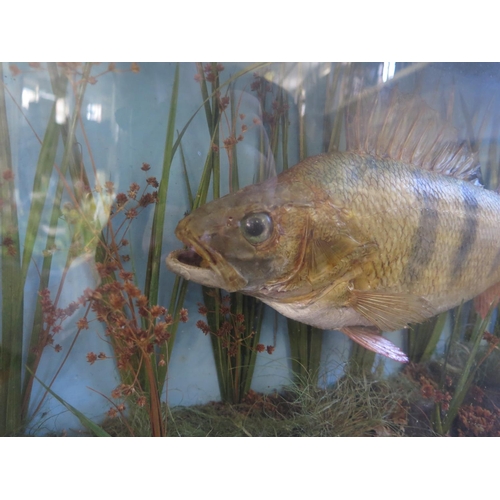 1453 - A Taxidermy 2lb. Perch Caught Grafham Grange 7-10-34 in naturalistic glazed case, 54cm wide