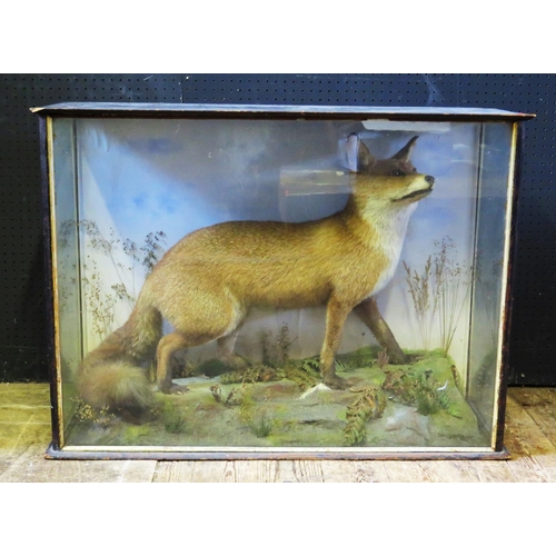 1454 - A Good Taxidermy Red Fox in naturalistic setting with blazed case, 86cm wide