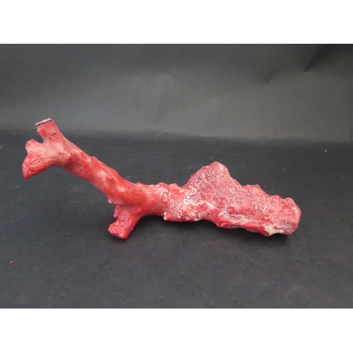 1572 - A Piece of Coral, 25cm