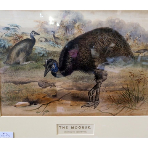 957A - A Pair of 1861 Zoological Society Tinted Lithographs _ The Ashy Black Ape and The Mooruk, 35x23cm, b... 