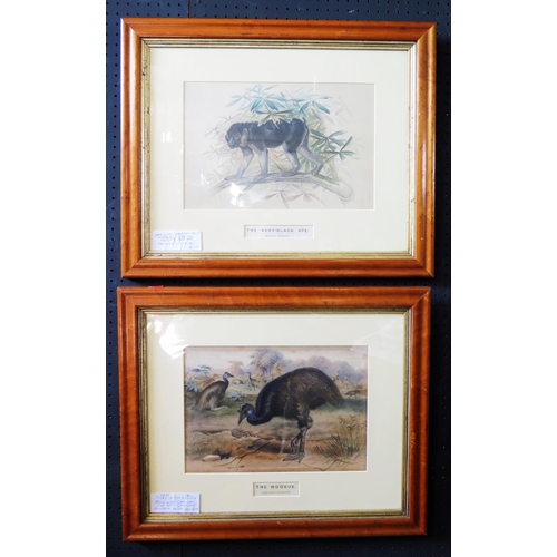 822 - A Pair of 1861 Zoological Society Tinted Lithographs _ The Ashy Black Ape and The Mooruk, 35x23cm, b... 