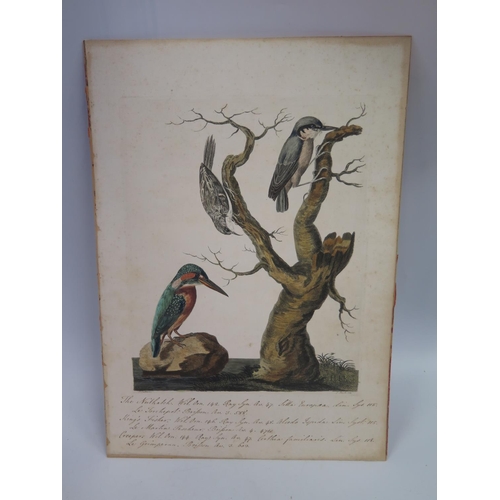 849 - Peter Mazell 1761 - 1797, A Tinted Engraving depicting Kingfisher, Nuthatch and Tree Creeper with Ha... 