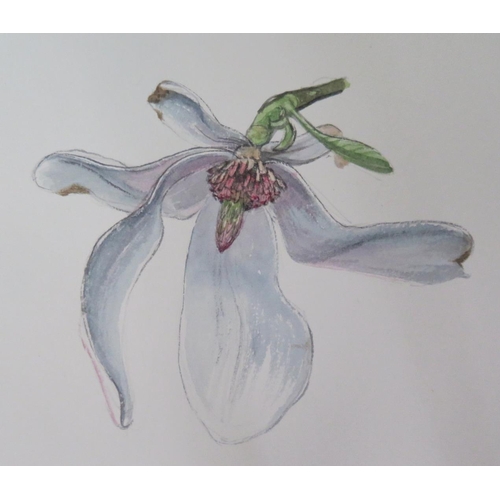 32 - A Portfolio of Pen sketches, watercolours and Illustrations of Botanical Subjects and Naturalistic T... 