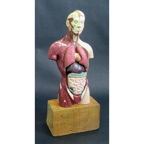 424 - Vintage Composite Medical Teaching Model of the Human Torso.  Detachable Lungs etc.   On Wood Base. ... 