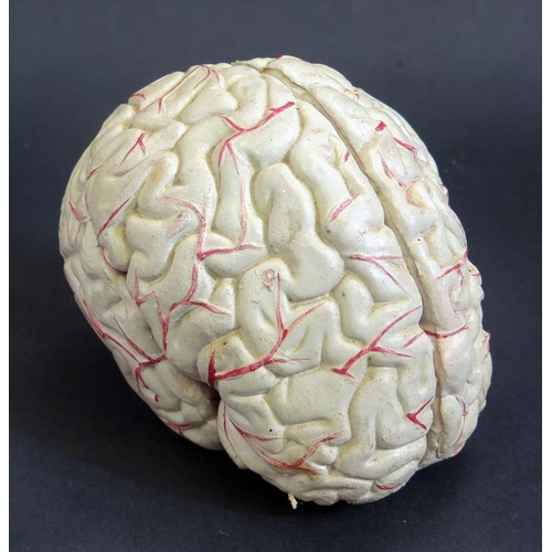 427 - Vintage Composite Teaching Model of the Human Brain.  Comes apart to reveal inner workings.