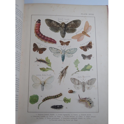 1433 - British and European Butterflies and Moths (Macrolepidoptera), Kappel and Kirby, published by Ernest... 