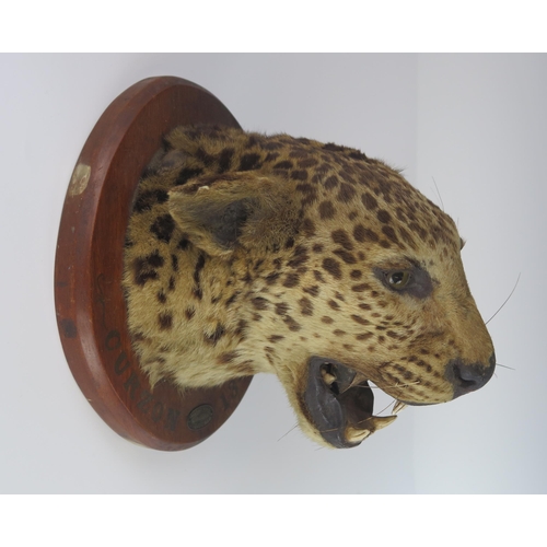 163 - An Antique Taxidermy Leopard Head mounted on a wooden boss by Theobald Bros. of Mysore South India d... 