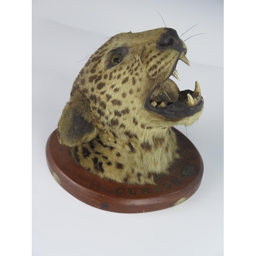 163 - An Antique Taxidermy Leopard Head mounted on a wooden boss by Theobald Bros. of Mysore South India d... 