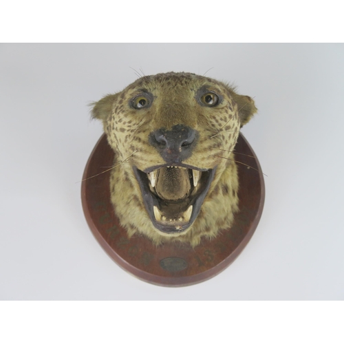 163 - An Antique Taxidermy Leopard Head mounted on a wooden boss by Theobald Bros. of Mysore South India d... 