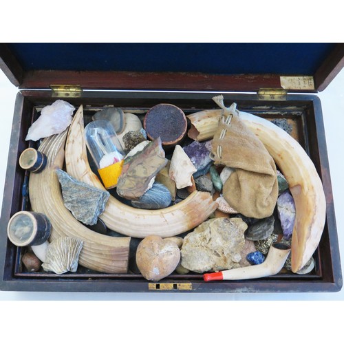 159 - A Victorian Box of Curiosities including hippopotamus teeth, crystals, stone age arrowhead, ground d... 