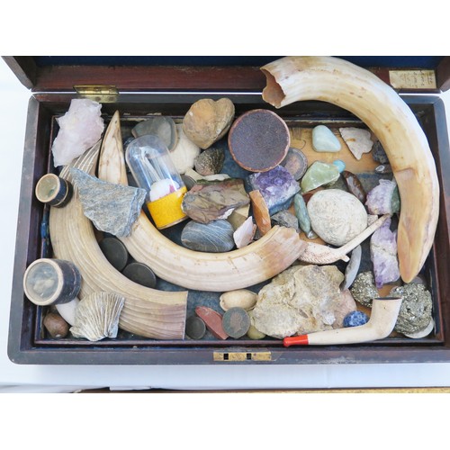 159 - A Victorian Box of Curiosities including hippopotamus teeth, crystals, stone age arrowhead, ground d... 