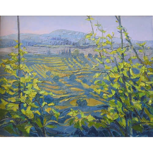 1008 - Alan Cotton (b.1938) British Landscape Artist, 'Tuscany Vineyards Near San Gimignano', Oil on Canvas... 