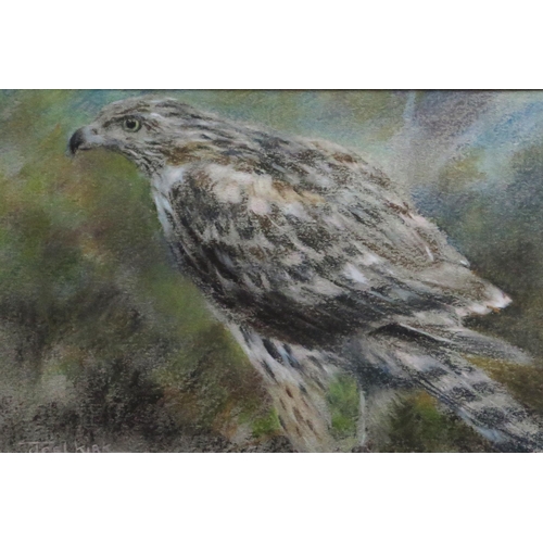 1030B - Joel Kirk (b. 1948) British Painter of Wildlife, The Hawk, Pastel on Paper, 16 x 12cm (excl. frame) ... 