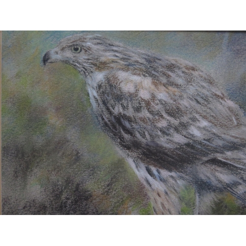 1030B - Joel Kirk (b. 1948) British Painter of Wildlife, The Hawk, Pastel on Paper, 16 x 12cm (excl. frame) ... 