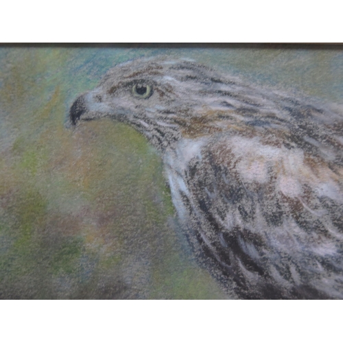 1030B - Joel Kirk (b. 1948) British Painter of Wildlife, The Hawk, Pastel on Paper, 16 x 12cm (excl. frame) ... 