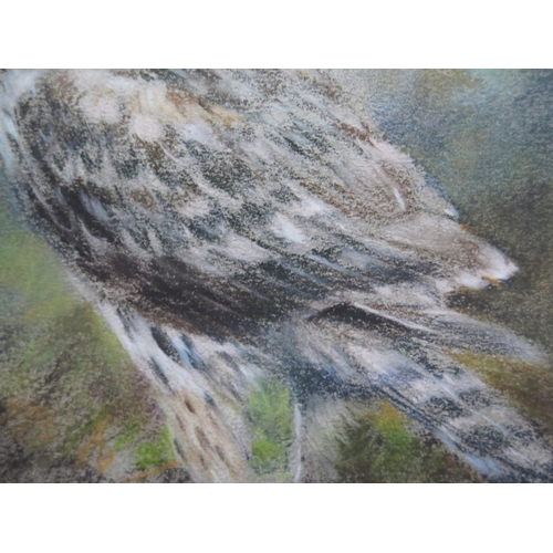 1030B - Joel Kirk (b. 1948) British Painter of Wildlife, The Hawk, Pastel on Paper, 16 x 12cm (excl. frame) ... 