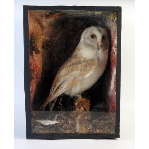 200 - Taxidermy Barn Owl in a naturalistic glazed setting by Shopland & Sion of Torquay, 40x29cm