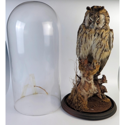 201 - Taxidermy Long Eared Owl resting on a branch beneath a glass dome, 47cm