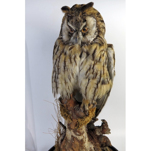 201 - Taxidermy Long Eared Owl resting on a branch beneath a glass dome, 47cm