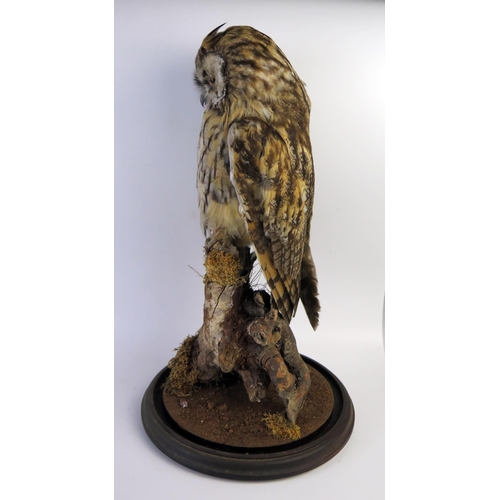 201 - Taxidermy Long Eared Owl resting on a branch beneath a glass dome, 47cm