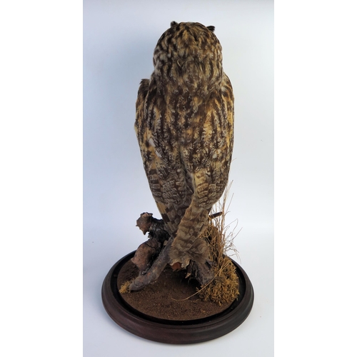 201 - Taxidermy Long Eared Owl resting on a branch beneath a glass dome, 47cm