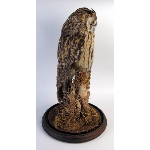 201 - Taxidermy Long Eared Owl resting on a branch beneath a glass dome, 47cm