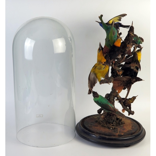 202 - Taxidermy Ten Bird Group of Tropical Birds including Birds of Paradise and Hummingbirds around a cen... 