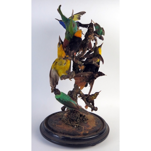 202 - Taxidermy Ten Bird Group of Tropical Birds including Birds of Paradise and Hummingbirds around a cen... 