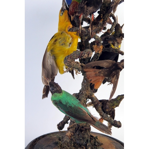 202 - Taxidermy Ten Bird Group of Tropical Birds including Birds of Paradise and Hummingbirds around a cen... 