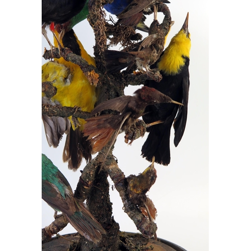 202 - Taxidermy Ten Bird Group of Tropical Birds including Birds of Paradise and Hummingbirds around a cen... 