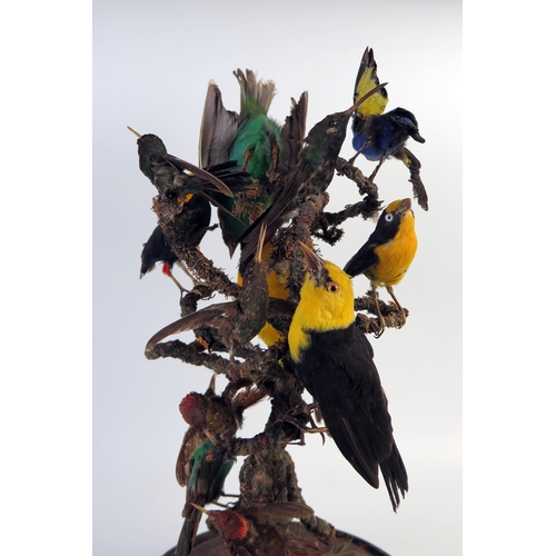 202 - Taxidermy Ten Bird Group of Tropical Birds including Birds of Paradise and Hummingbirds around a cen... 