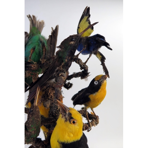 202 - Taxidermy Ten Bird Group of Tropical Birds including Birds of Paradise and Hummingbirds around a cen... 