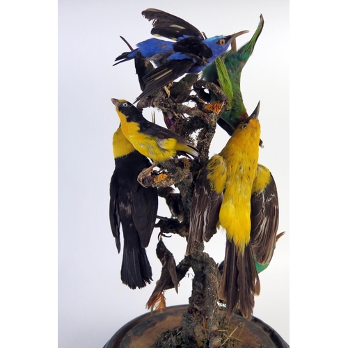 202 - Taxidermy Ten Bird Group of Tropical Birds including Birds of Paradise and Hummingbirds around a cen... 