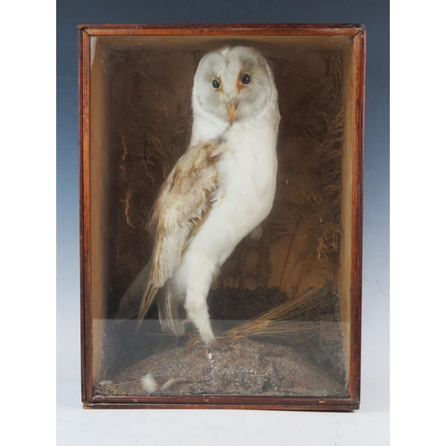 1054 - A preserved barn owl, mounted in a naturalistic setting with grasses. contained in a glazed display ... 