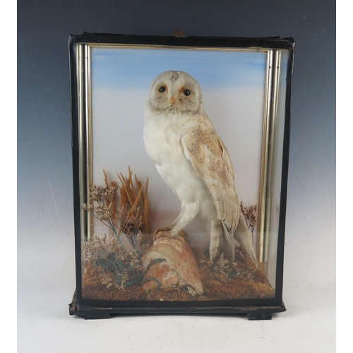 1055 - A preserved barn owl mounted in a naturalistic setting of grasses and log, contained in a glazed dis... 